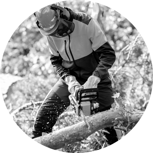 Forest worker dressed in full protective clothing with chainsaw trousers cutting a branch off a felled tree with a chainsaw