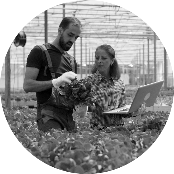A vegetable grower holds a lettuce in a greenhouse while a woman stands next to him using a laptop