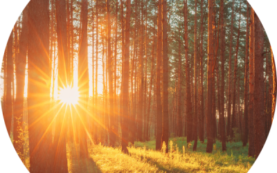 Sun shine lighting up a coniferous forest in the early morning